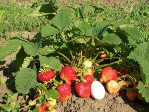 Клубника "ГИГАНТЕЛЛА" (6 шт.)